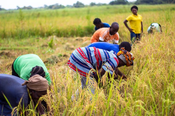 smallholder farmers